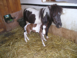 pouliche 19.6.06.jpg (23 ko)